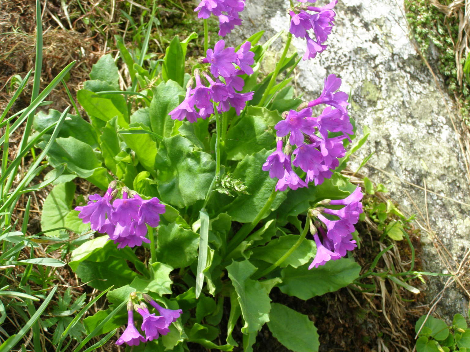 Primula hirsuta, latifolia e pedemontana a confronto